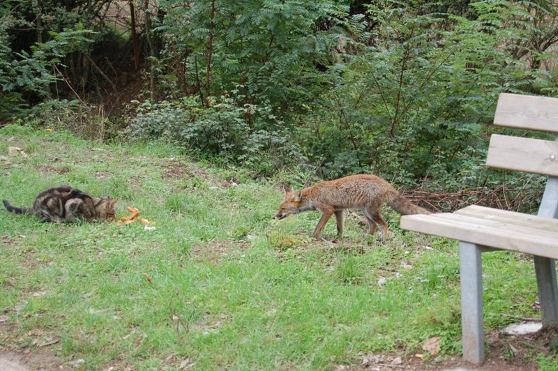 Il gatto e la volpe.